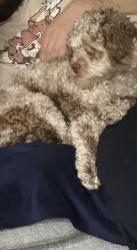 Reunited Male Dog last seen George and chestnut, Franklin Park, IL 60131