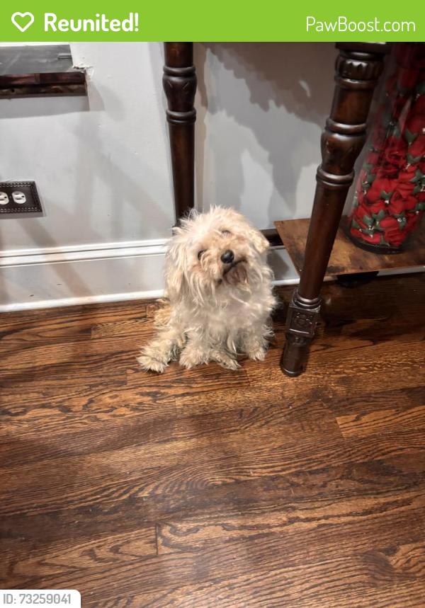Reunited Male Dog last seen central park ave & douglas, Chicago, IL 60623