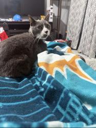 Lost Male Cat last seen Near The 12th Fairway, Wellington, FL 33414