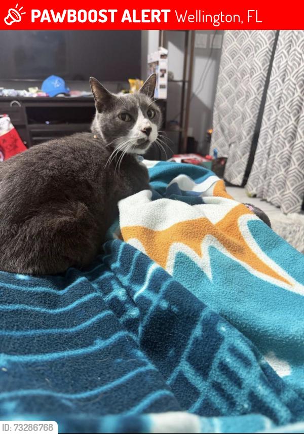 Lost Male Cat last seen Near The 12th Fairway, Wellington, FL 33414
