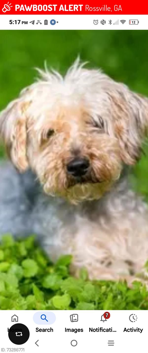 Lost Male Dog last seen Near asterwoods rd rossiville, Rossville, GA 30741
