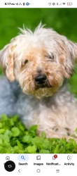 Lost Male Dog last seen Near asterwoods rd rossiville, Rossville, GA 30741