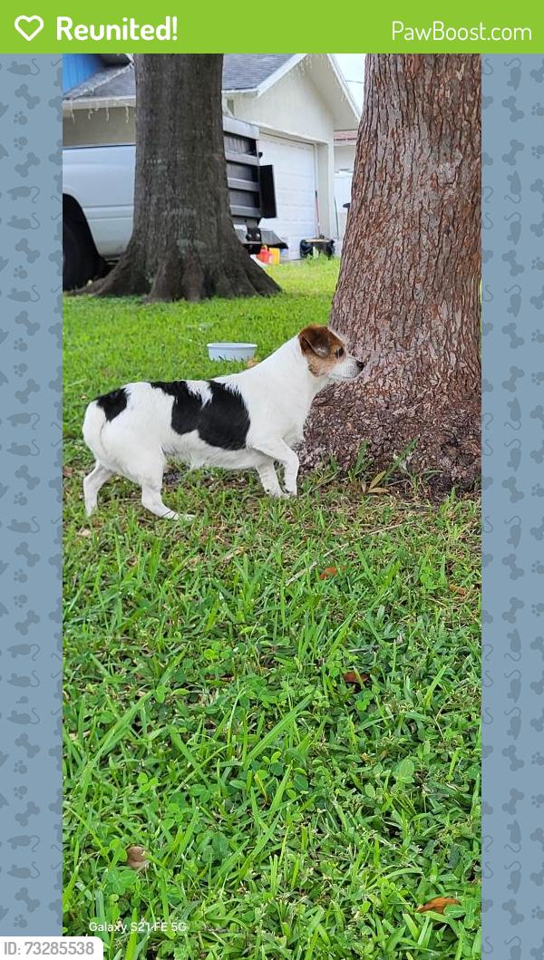 Reunited Female Dog last seen Sunset and Coachman, Clearwater, FL 33765
