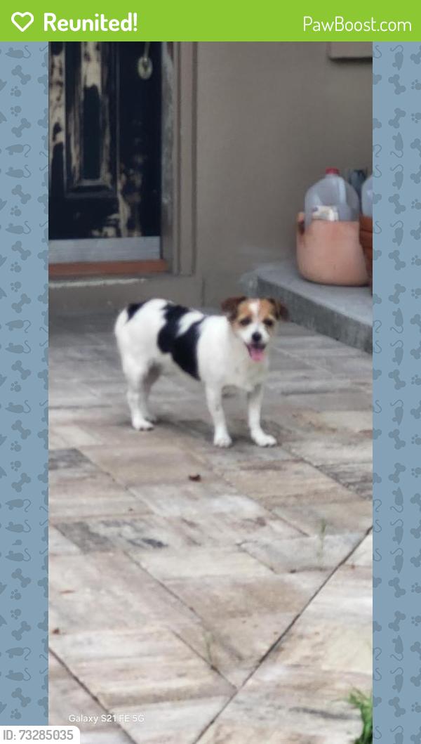 Reunited Female Dog last seen Sunset and Coachman, Clearwater, FL 33763