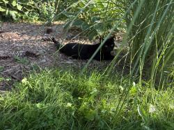 Found/Stray Male Cat last seen Corner of ahrens and Wilhelm, Kitchener, ON 