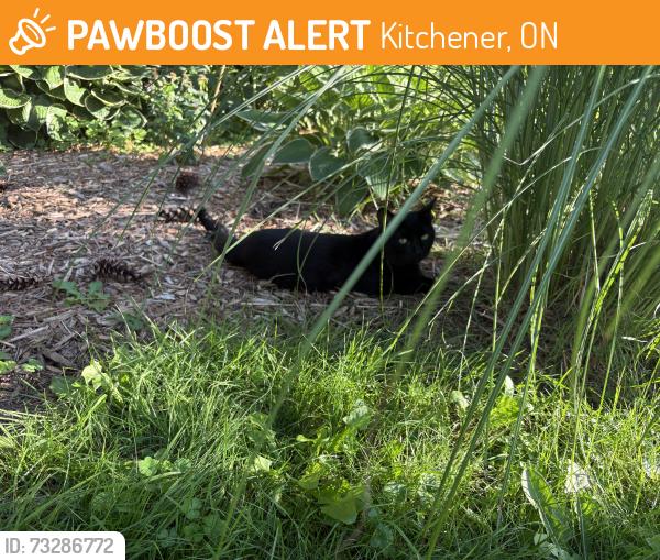 Found/Stray Male Cat last seen Corner of ahrens and Wilhelm, Kitchener, ON 
