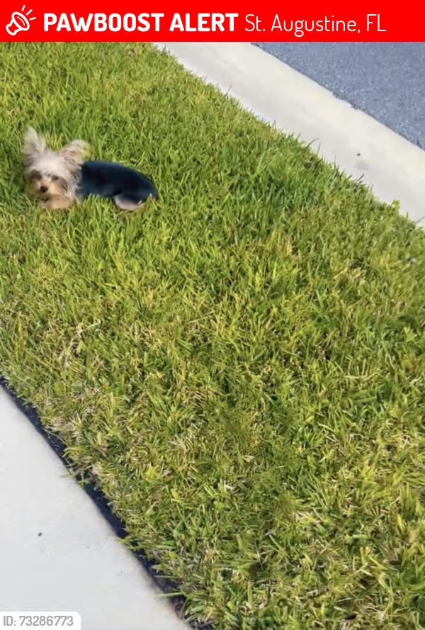 Lost Male Dog last seen Morgans cove, St. Augustine, FL 32085