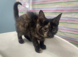 Shelter Stray Female Cat last seen Near County Road F, 43558, OH, 827 Illinois Ave, Maumee, OH 43537, USA