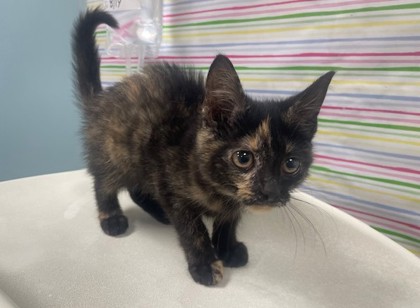 Shelter Stray Female Cat last seen Near County Road F, 43558, OH, 827 Illinois Ave, Maumee, OH 43537, USA