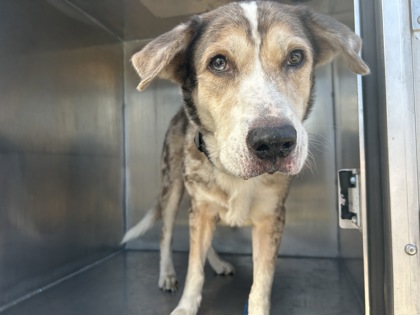 Shelter Stray Male Dog last seen Near FAIRLANE AVE, East District, TX, 355 Hillshire Dr, Haslet, TX 76052, USA