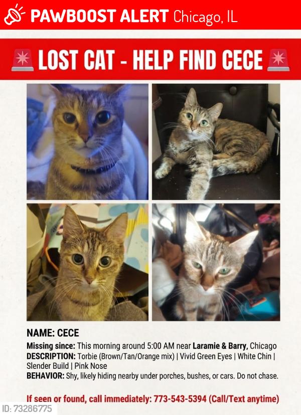 Lost Female Cat last seen Laramie and Barry, Chicago, IL 60641