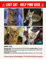 Lost Female Cat last seen Laramie and Barry, Chicago, IL 60641