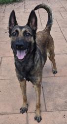 Shelter Stray Female Dog last seen , Caddo Parish, LA, 1500 Monty St, Shreveport, LA 71107, USA