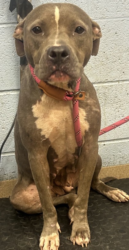 Shelter Stray Female Dog last seen Near Hobbs Street, 30002, GA, 3280 Chamblee Dunwoody Rd, Chamblee, GA 30341, USA