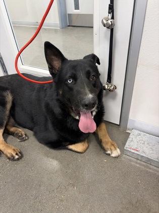 Shelter Stray Male Dog last seen E Clinton Ave & N Sixth ST, Fresno Zone Fresno CO 2 93703, CA, 1510 W Dan Ronquillo Dr, Fresno, CA 93706, USA