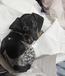 Reunited Male Dog last seen He was last seen at the park by the pool in Dove Meadows, Spring, TX 77388