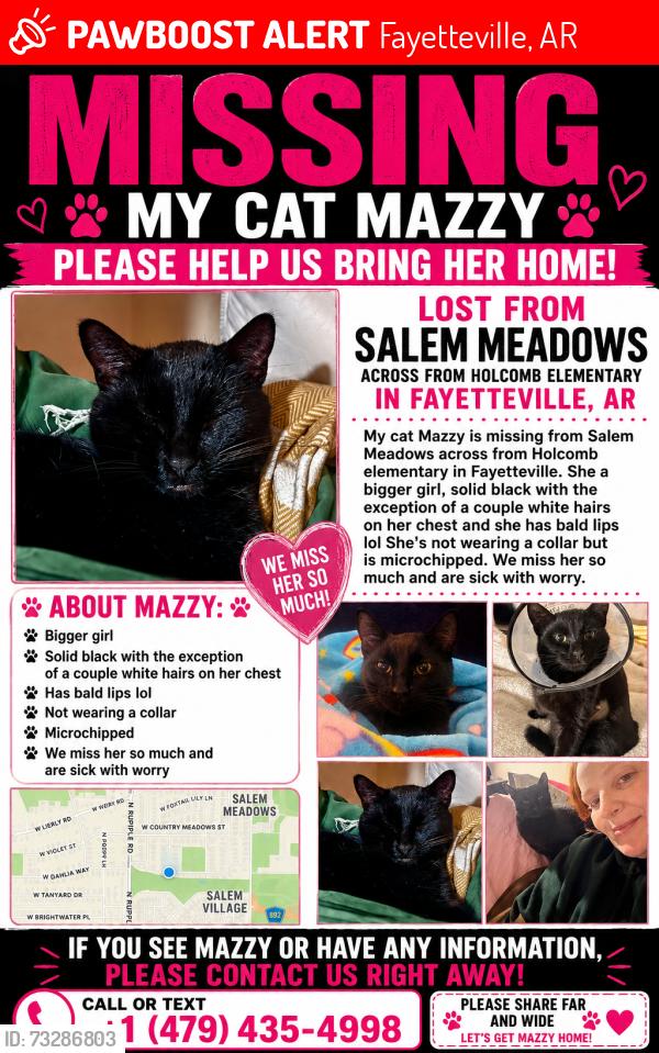 Lost Female Cat last seen Marsh Street, Fayetteville, AR 72704