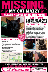 Lost Female Cat last seen Marsh Street, Fayetteville, AR 72704