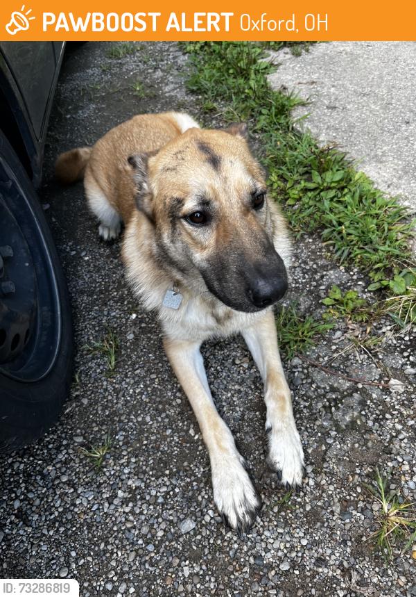 Found/Stray Male Dog last seen Southpointe Pkwy, Oxford, OH 45056