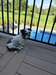 Lost Female Dog last seen Keswick Ave Indian Hills Golf Course, Stillwater, MN 55082