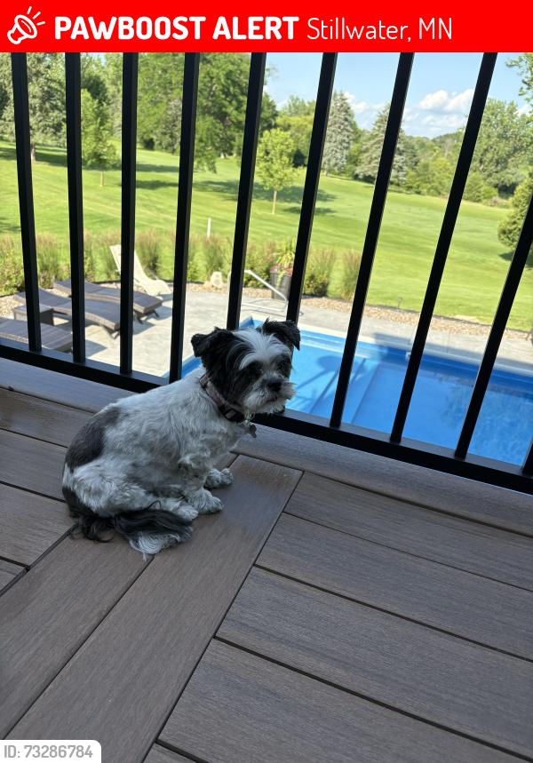 Lost Female Dog last seen Keswick Ave Indian Hills Golf Course, Stillwater, MN 55082
