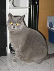 Reunited Female Cat last seen Near 68st cross streets, Brooklyn, NY 11204