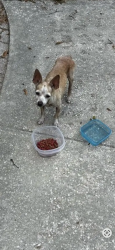 Lost Male Dog last seen Near Bess rd, Jacksonville, FL 32277