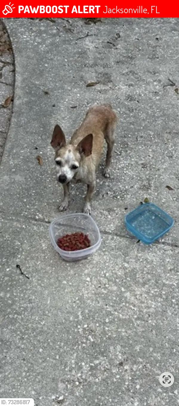 Lost Male Dog last seen Near Bess rd, Jacksonville, FL 32277