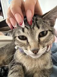 Lost Female Cat last seen Near Tim Hortons, our home, Metro Vancouver, BC 