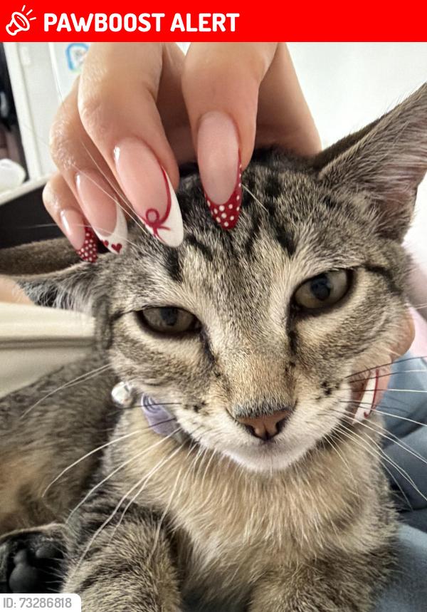 Lost Female Cat last seen Near Tim Hortons, our home, Metro Vancouver, BC 