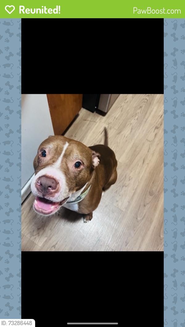 Reunited Male Dog last seen Near Merrill Dr, San Jose, CA 95124, USA, San Jose, CA 95124