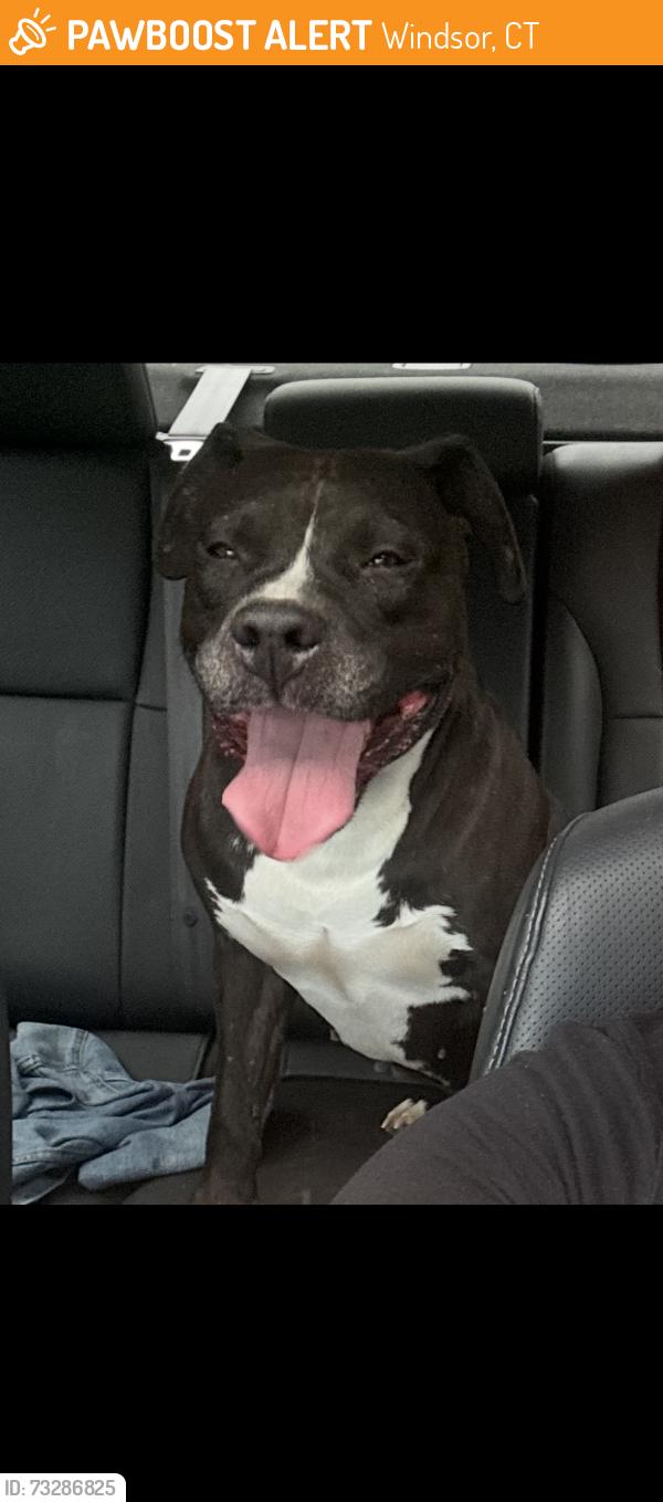 Found/Stray Male Dog last seen International Gospel Fellowship Church, Windsor, CT 06095