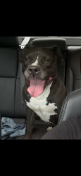 Found/Stray Male Dog last seen International Gospel Fellowship Church, Windsor, CT 06095