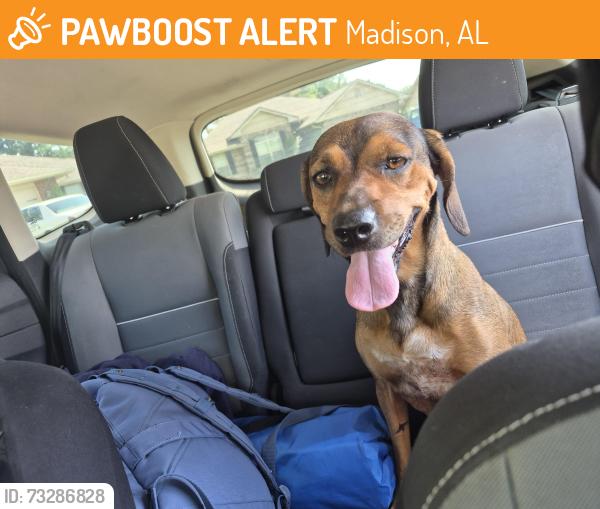 Found/Stray Female Dog last seen Zierdt, Madison, AL 35756