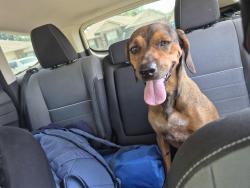 Found/Stray Female Dog last seen Zierdt, Madison, AL 35756