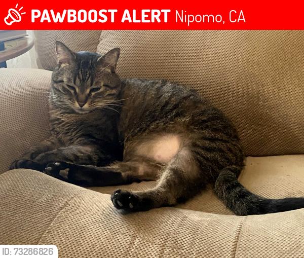 Lost Male Cat last seen Teft Rd, Nipomo, CA 93444