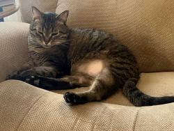 Lost Male Cat last seen Teft Rd, Nipomo, CA 93444