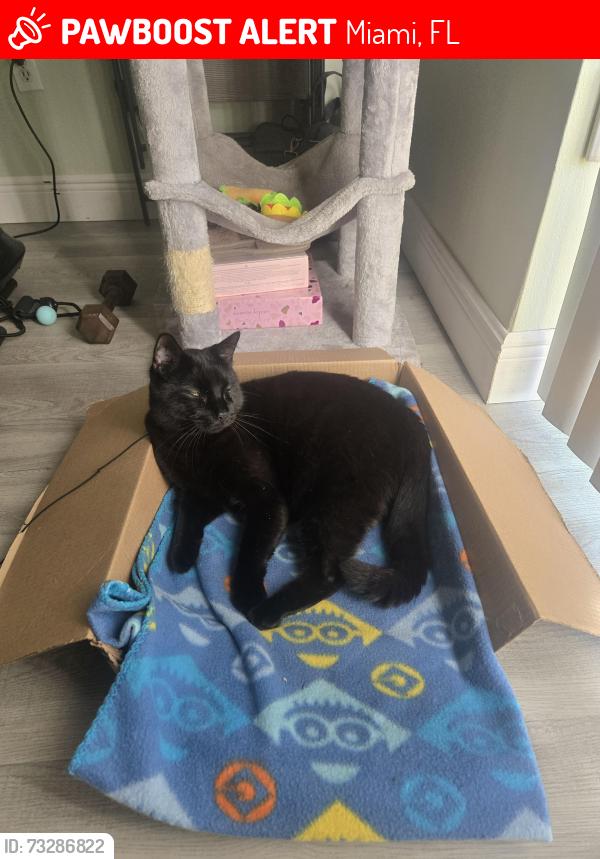 Lost Male Cat last seen Near SW 117ter, Miami, FL 33186