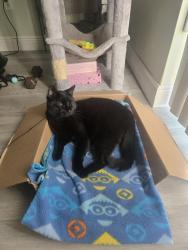 Lost Male Cat last seen Near SW 117ter, Miami, FL 33186