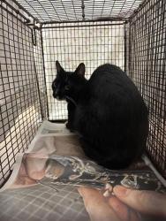 Shelter Stray Unknown Cat last seen Near Tattershall Lane, AUSTIN, TX, 78727, 7201 Levander Loop bldg a, Austin, TX 78702, USA