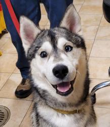 Shelter Stray Male Dog last seen Adoption return, OR, 1700 W Historic Columbia River Hwy, Troutdale, OR 97060, USA
