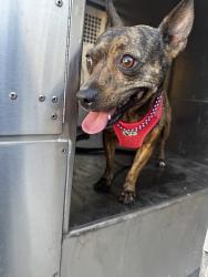 Shelter Stray Female Dog last seen Near Red River Street, Austin, TX, 78701, 7201 Levander Loop bldg a, Austin, TX 78702, USA