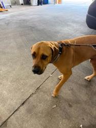 Shelter Stray Unknown Dog last seen Near Copperbend Boulevard, AUSTIN, TX, 78744, 7201 Levander Loop bldg a, Austin, TX 78702, USA
