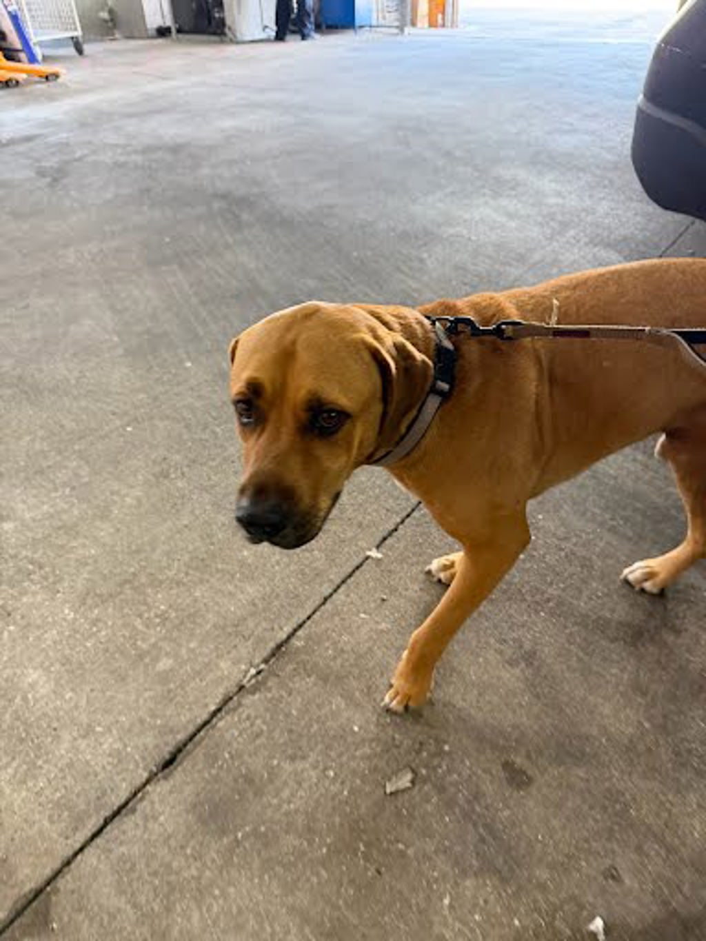 Shelter Stray Unknown Dog last seen Near Copperbend Boulevard, AUSTIN, TX, 78744, 7201 Levander Loop bldg a, Austin, TX 78702, USA