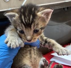 Shelter Stray Male Cat last seen SE 24th ave and Se Market st, OR, 1700 W Historic Columbia River Hwy, Troutdale, OR 97060, USA