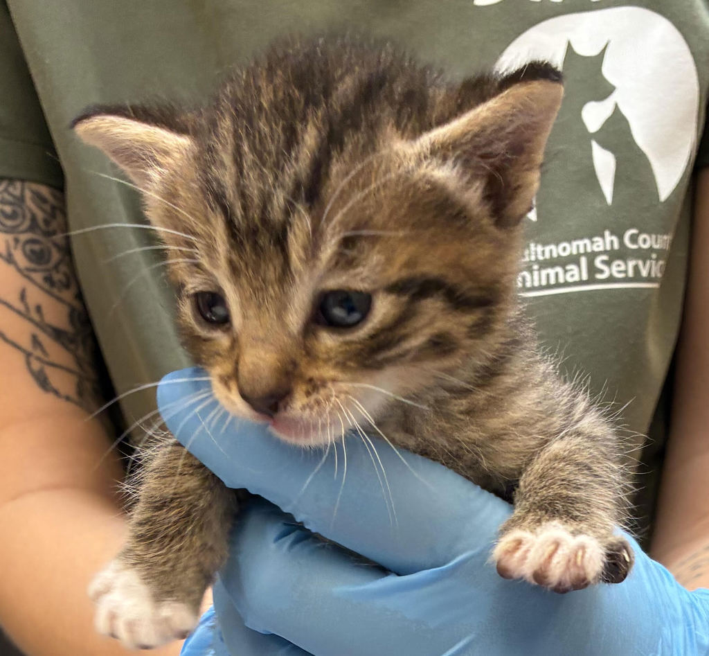 Shelter Stray Male Cat last seen SE 24th ave and Se Market st, OR, 1700 W Historic Columbia River Hwy, Troutdale, OR 97060, USA
