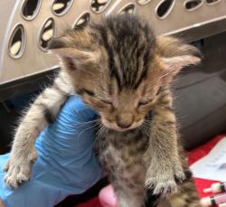 Shelter Stray Male Cat last seen SE 24th ave and Se Market st, OR, 1700 W Historic Columbia River Hwy, Troutdale, OR 97060, USA