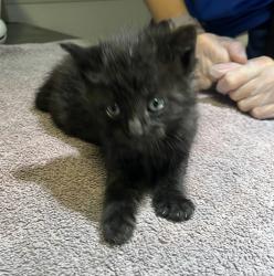 Shelter Stray Male Cat last seen Near Sundberg Avenue, SAN LEANDRO, CA, 94577, 8323 Baldwin St, Oakland, CA 94621, USA