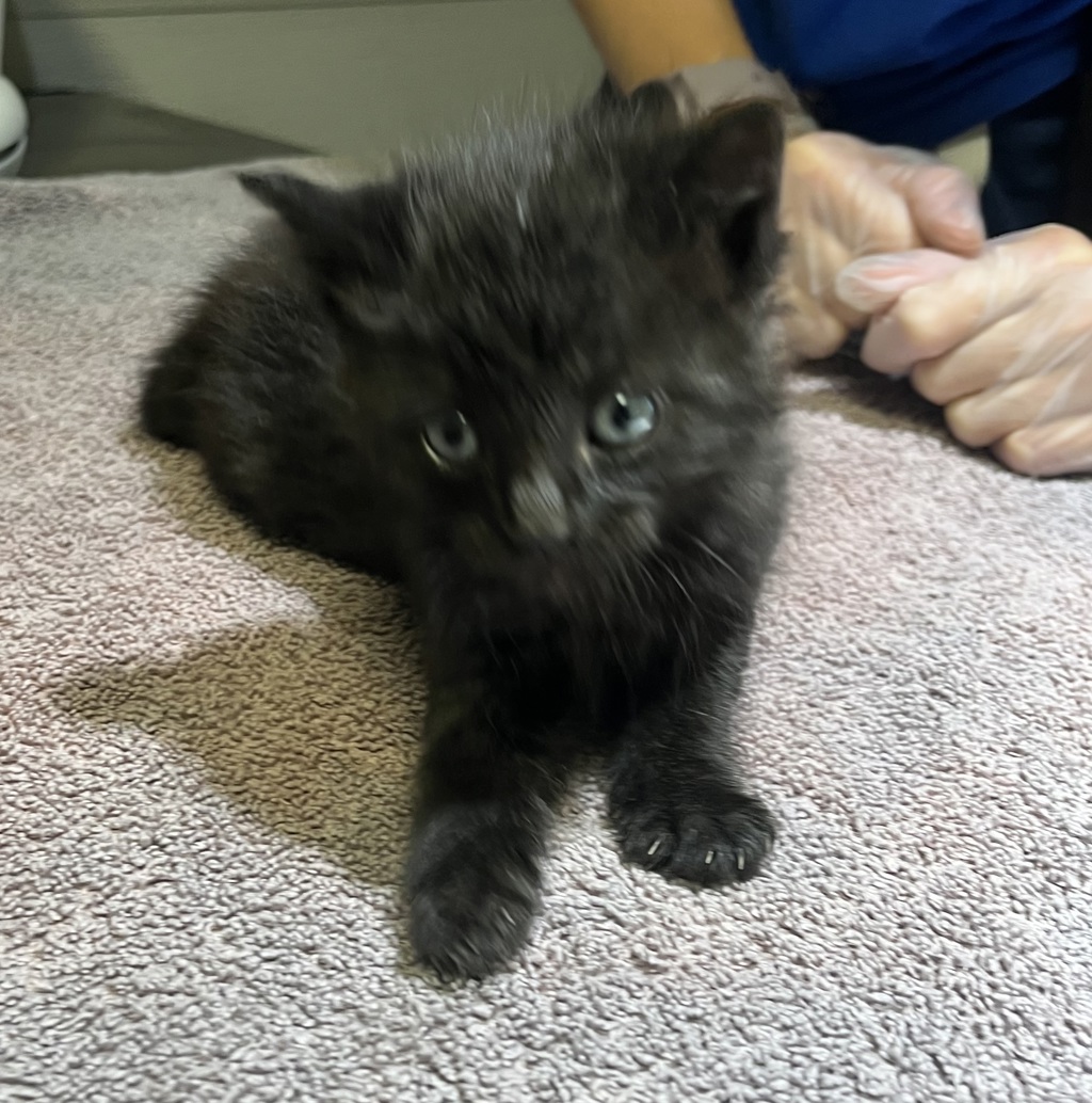 Shelter Stray Male Cat last seen Near Sundberg Avenue, SAN LEANDRO, CA, 94577, 8323 Baldwin St, Oakland, CA 94621, USA