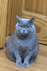 Lost Female Cat last seen Near 68st Brooklyn 11204, Brooklyn, NY 11204